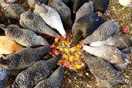 Turn Food Scraps Into Poultry Feed Image